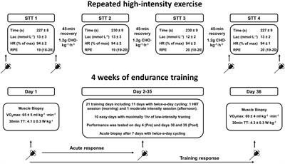 Effects of Acute Exercise and Training on the Sarcoplasmic Reticulum Ca2+ Release and Uptake Rates in Highly Trained Endurance Athletes